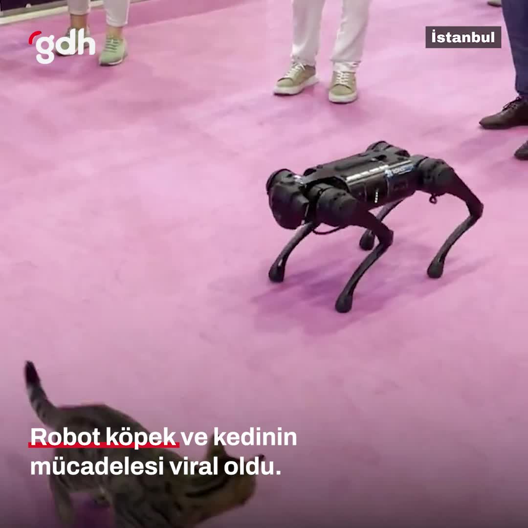 İstanbul'da kedi-robot köpek mücadelesi viral oldu
