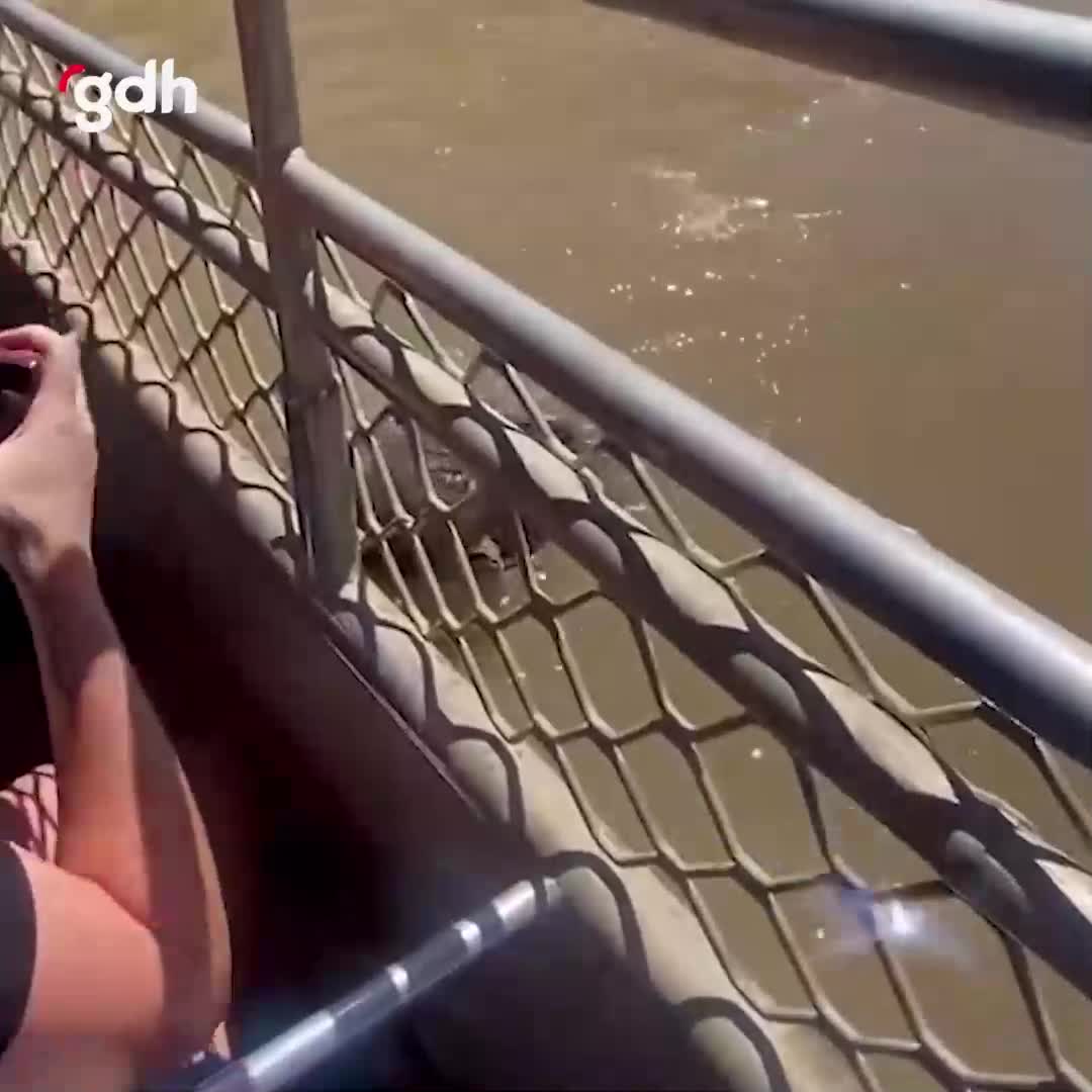 Avustralya'da timsahlar yiyecek için birbirini parçaladı