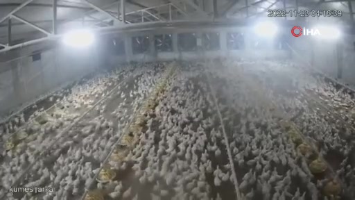 Bolu'daki tavuk çiftliğinde depremin anları