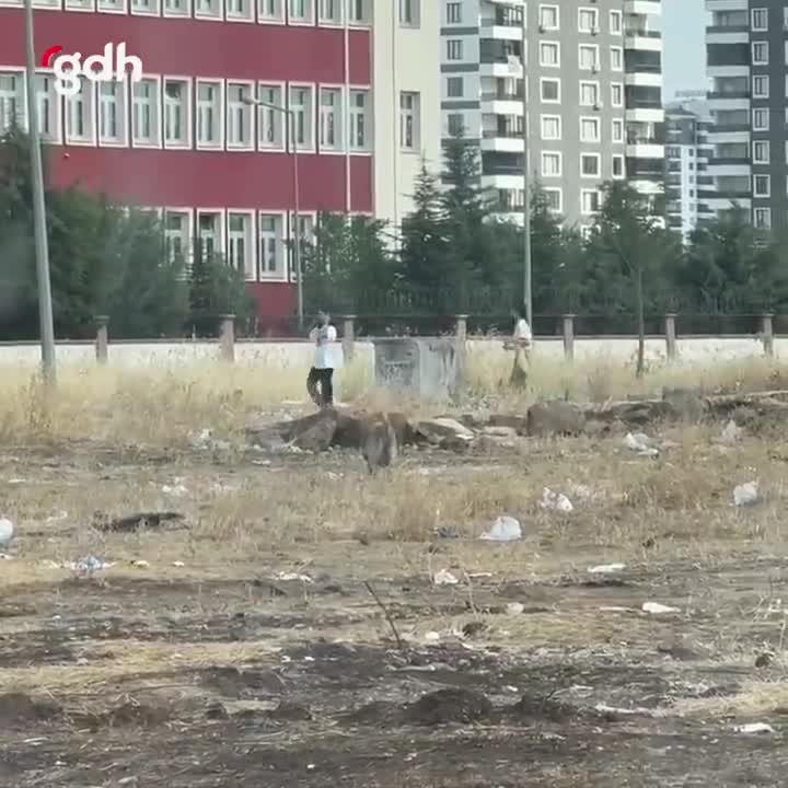 Kayapınar'da başıboş köpekler, telef kediyi yemeye çalıştı