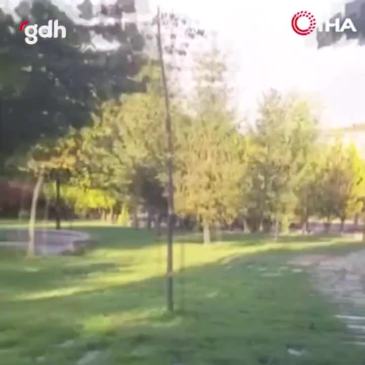 Ankara'da parkta sokak köpeklerinin saldırısında adam yaralandı