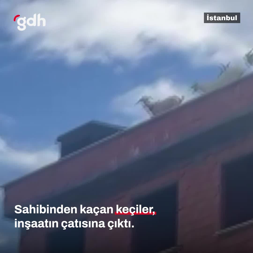 Arnavutköy'de sahibinden kaçan keçiler inşaat çatısında!