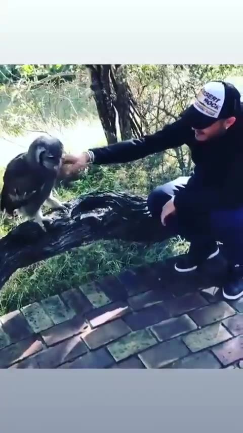 Icardi, Başakşehir'in simgesi Baykuş'u paylaştı!