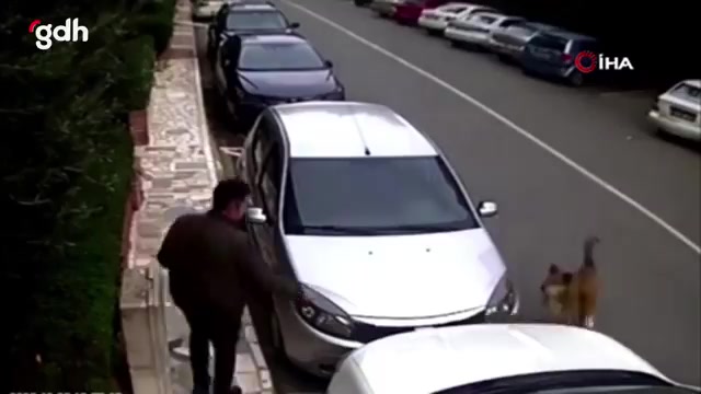 Ataşehir'de başıboş köpekler birçok kişiye saldırdı
