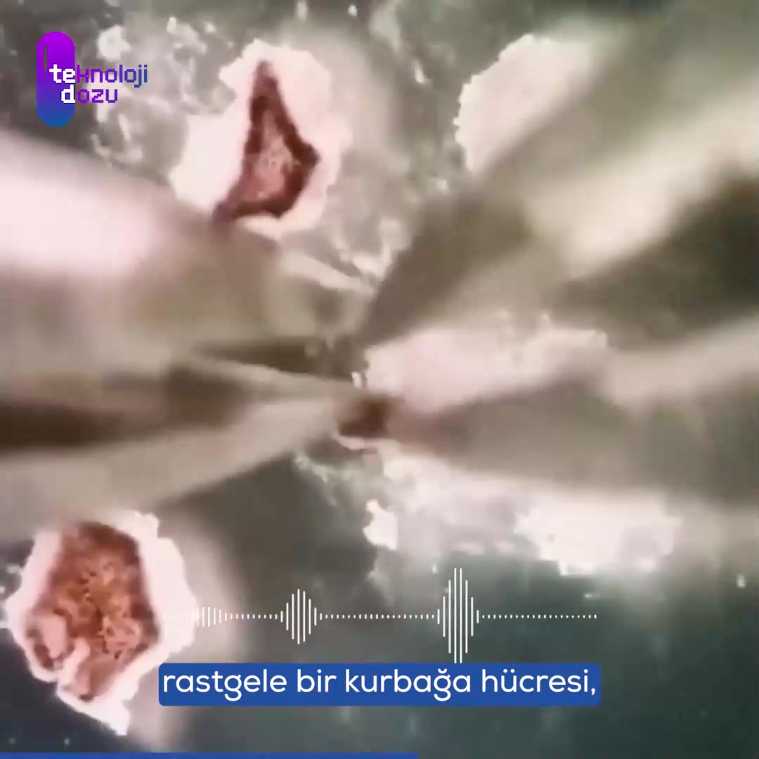 Kendi Kendine Üreyen İlk Canlı Robot: Xenobot