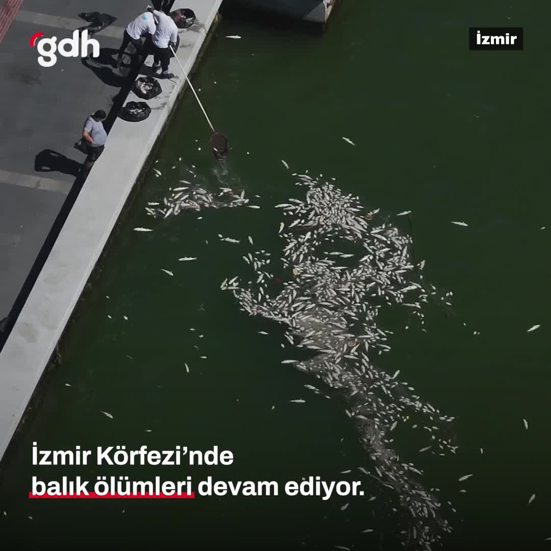 İzmir Körfezi'nde balık ölümleri ve kirlilik arttı