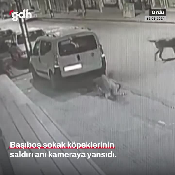 Ordu'da adam, başıboş köpeklerden saldırıya uğradı