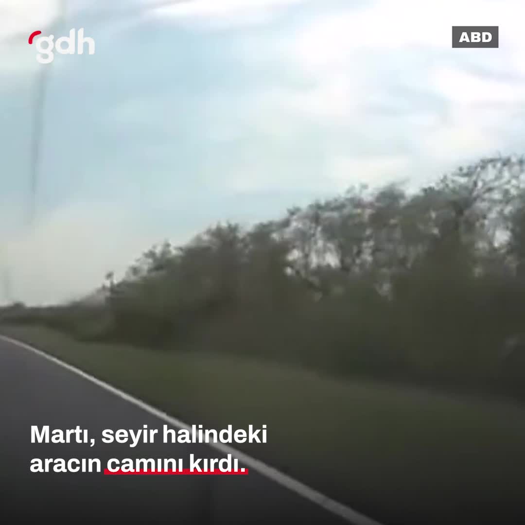 ABD'de martı aracın ön camını kırdı