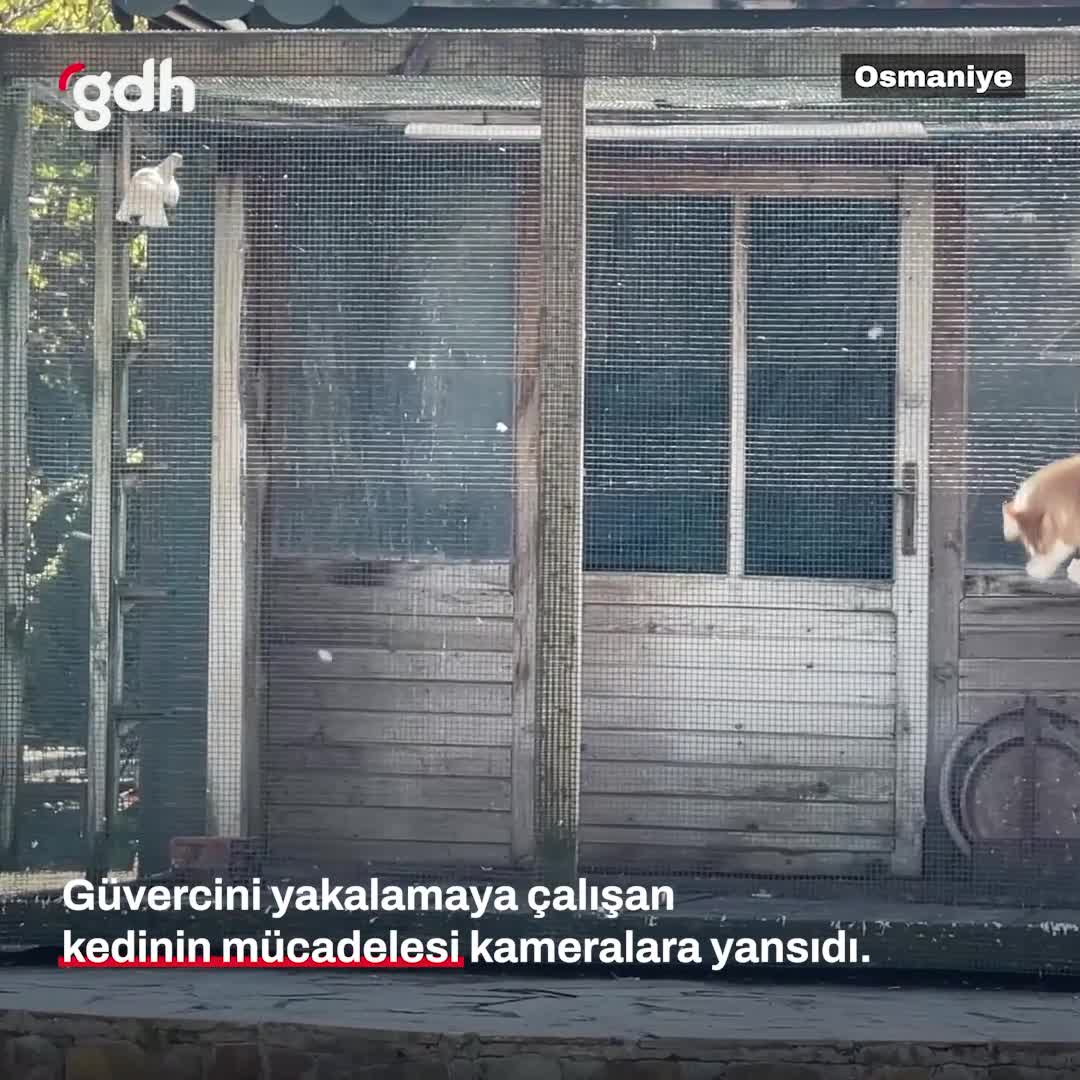 Osmaniye'de kedinin güvercin avı kamera kayıtlarında