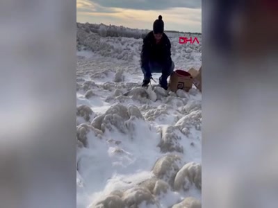 Buffalo'da kar fırtınasında sıkışan martılar kurtarıldı