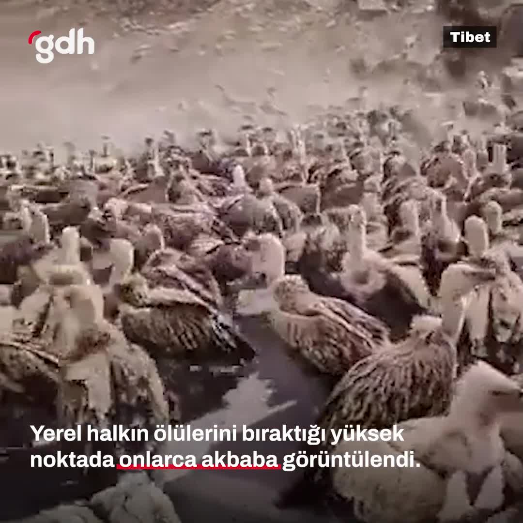 Tibet'te "gökyüzü cenazesi" geleneği ve akbabalar görüntülendi
