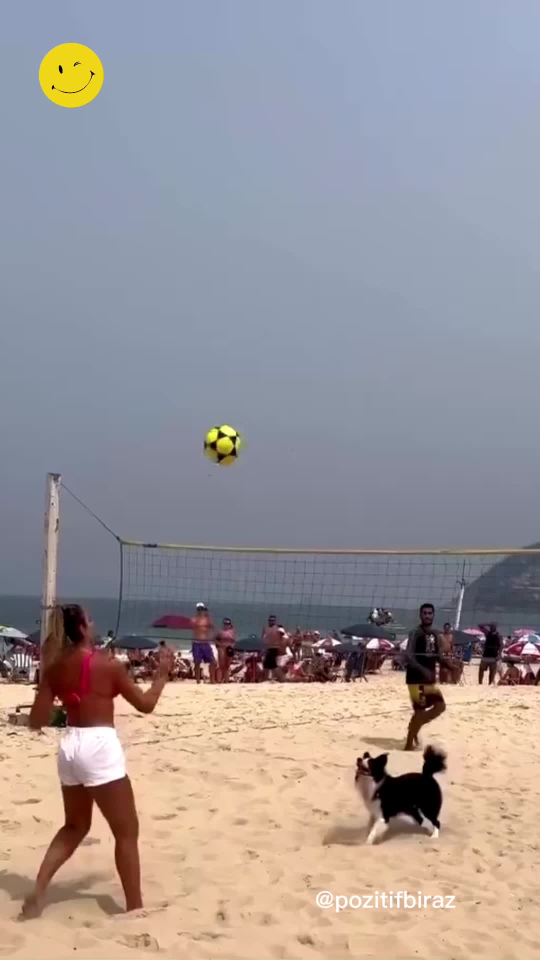 Brezilya'da voleybol oynayan gruba eşlik eden köpek