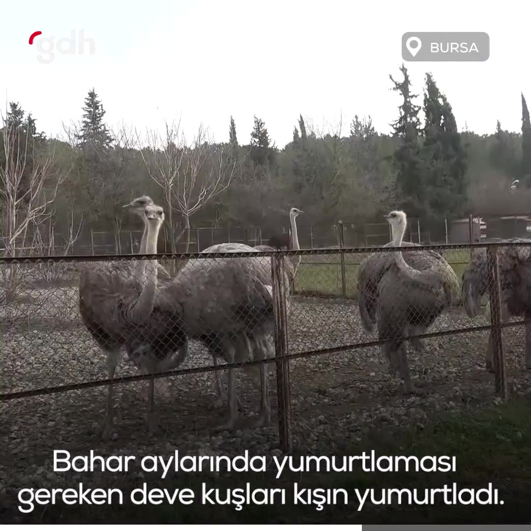 Bursa Uludağ Üniversitesi'ndeki deve kuşları erken yumurtladı