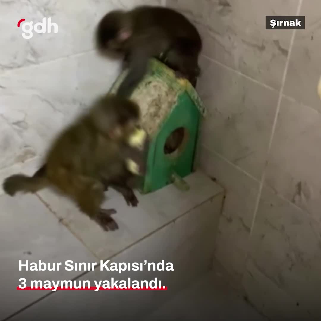 Şırnak’ta Habur Sınır Kapısı’nda 3 maymun yakalandı
