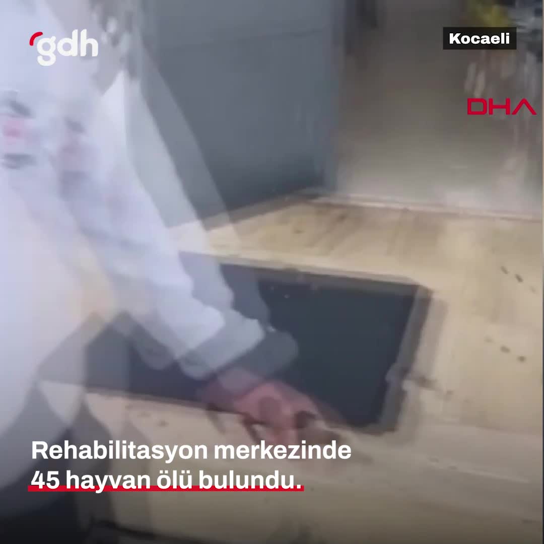 Gebze'deki Rehabilitasyon Merkezi'nde 30 köpek, 14 kedi ölü bulundu