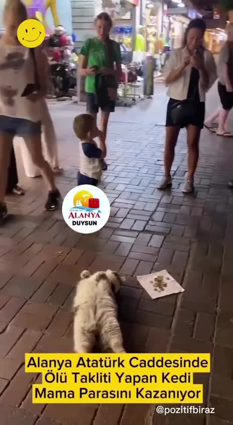 Alanya'da turistten mama parası toplayan kedi!