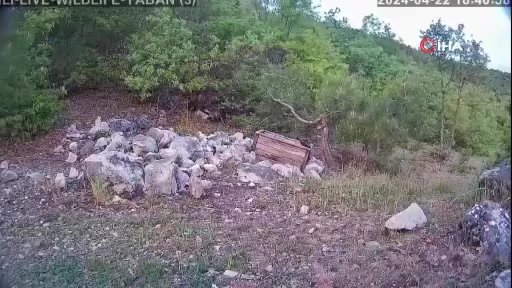 Tokat'ta vaşak, gün ışığında fotokapanla görüntülendi