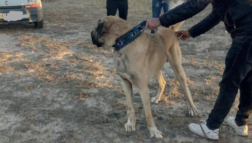 Kayseri'de köpek dövüştüren 37 kişiye 150 bin TL ceza verildi