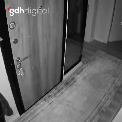 Kedinin Düzce'deki deprem anındaki kaçış görüntüleri