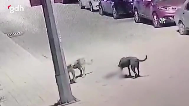 Antalya'da kedi, başıboş köpekler yüzünden öldü