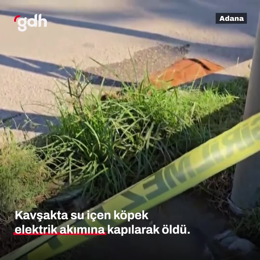 Adana'da köpek, elektrik kaçağından ölüme neden olan su birikintisinde öldü