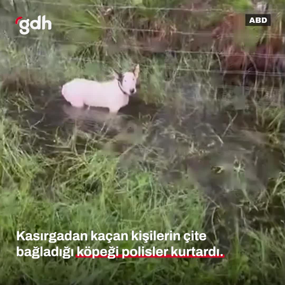 Kasırgadan kaçan kişinin köpeği polis tarafından kurtarıldı