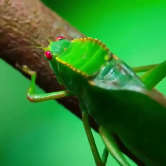 Cüce ipek maymunu böceğin güzelliğine hayran kaldı