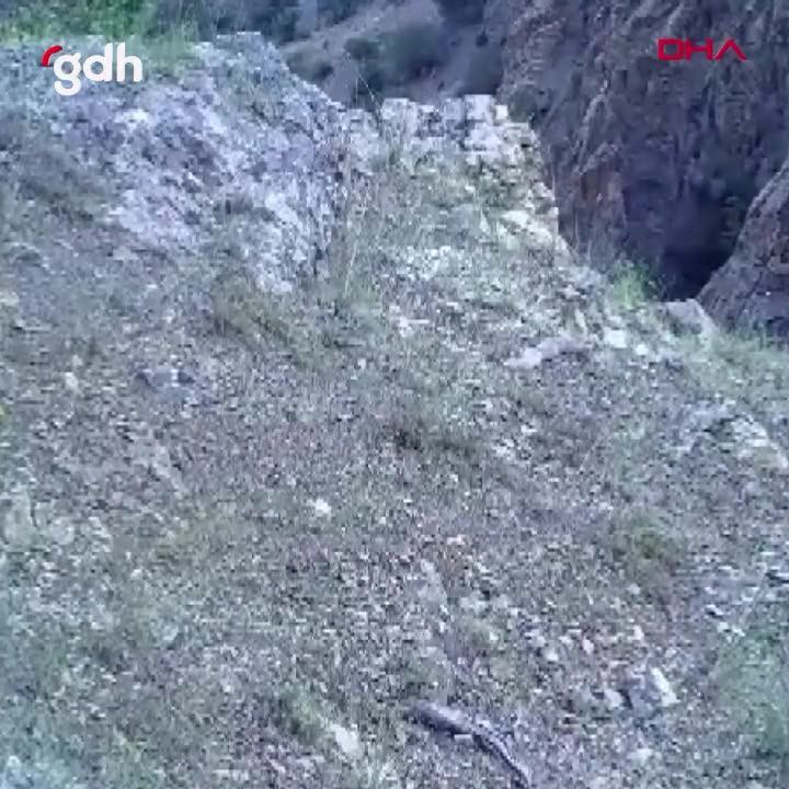Tarım ve Orman Bakanlığı'ndan vaşak ve yavrularının görüntüleri