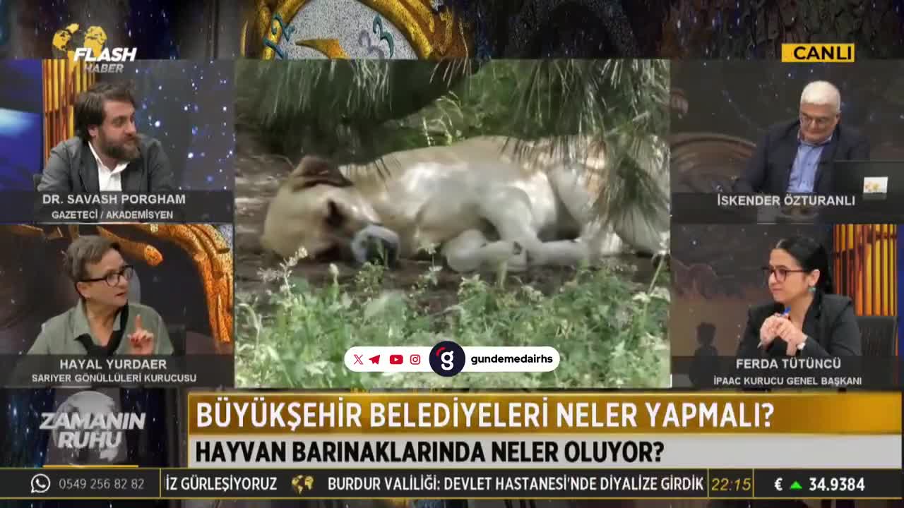 Sarıyer Gönüllüleri: Barınaklar ve itlafa karşıyız!