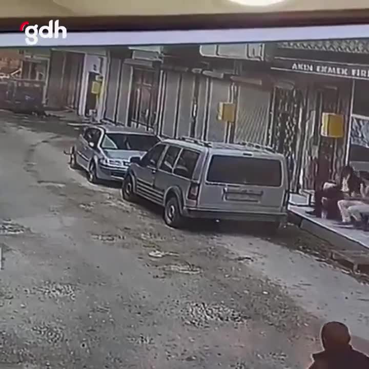 Ordu'da başıboş köpek, yaşlı kadına saldırdı