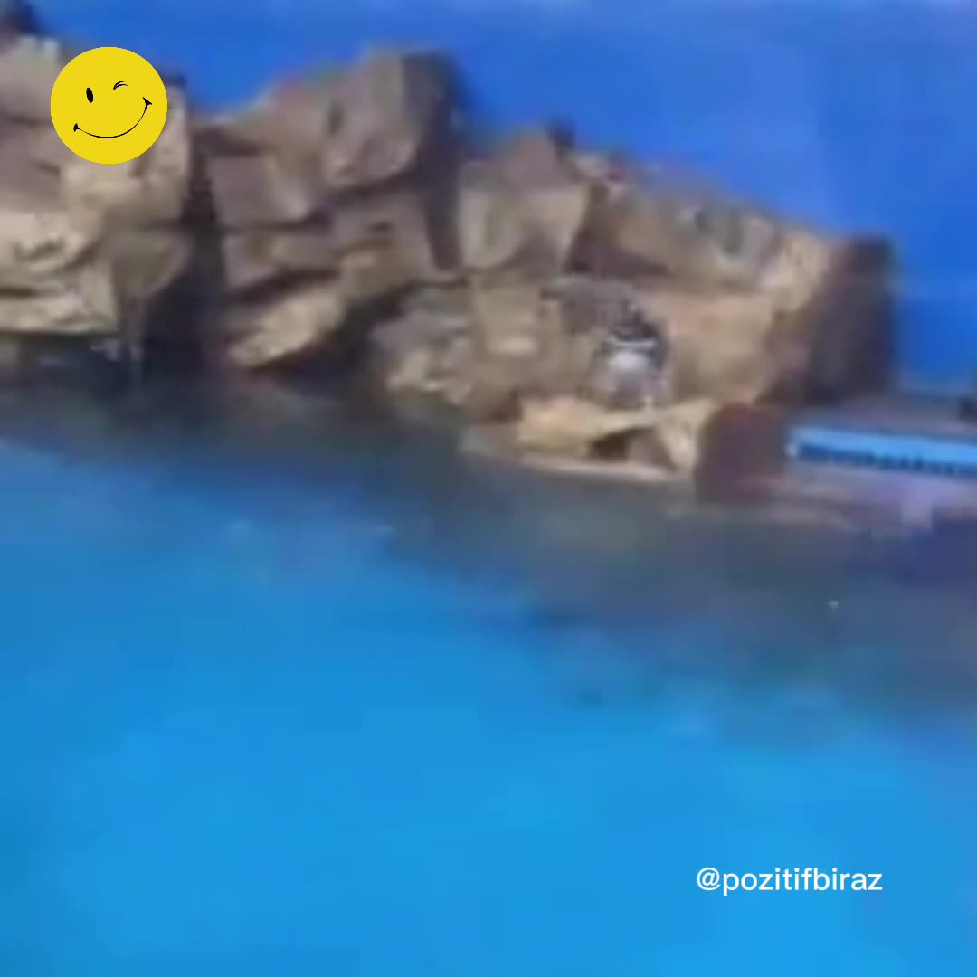 Penguen kaydıraktan kayarken kaza geçiriyor