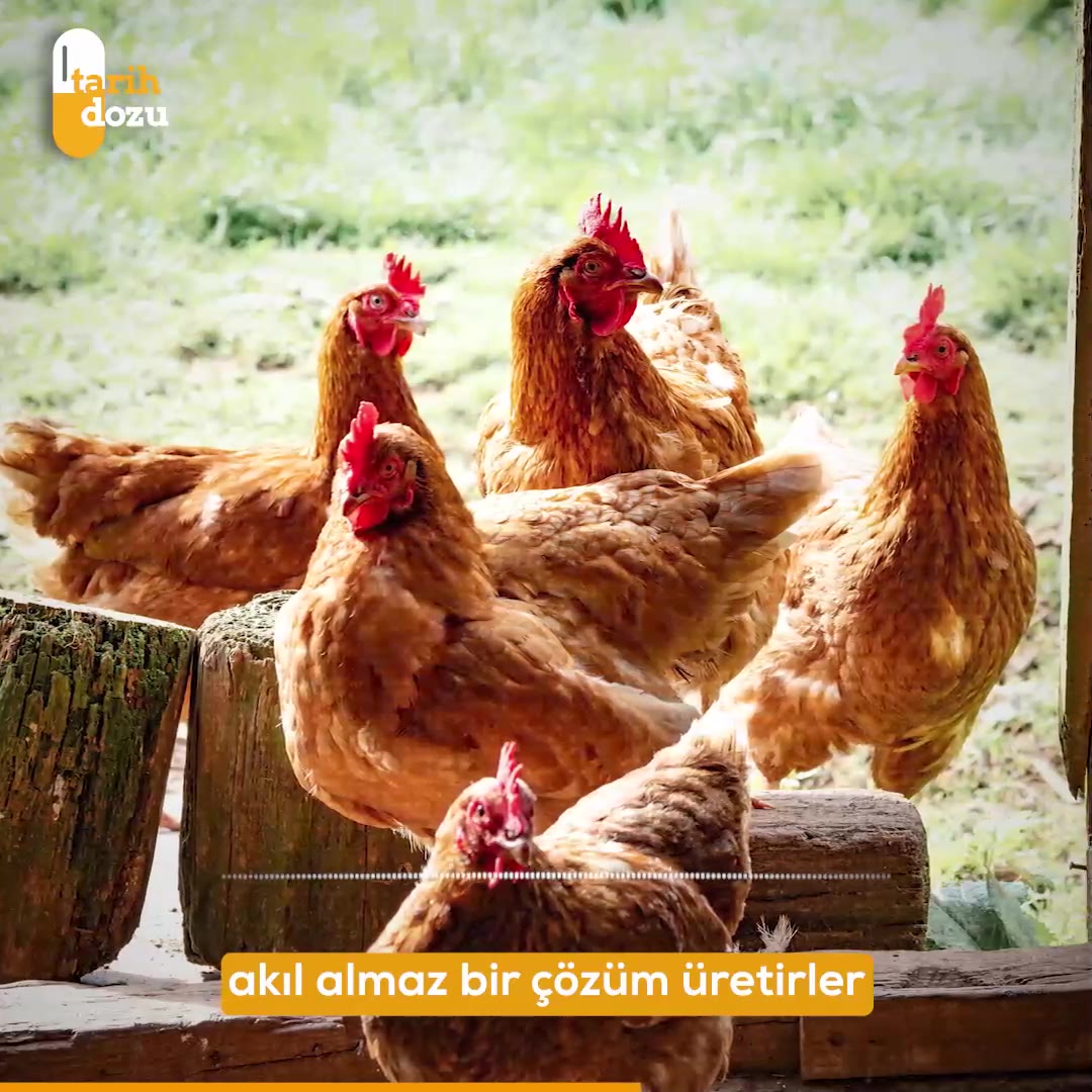 İngiltere'nin Soğuk Savaş'taki tavuklu nükleer bomba hikayesi