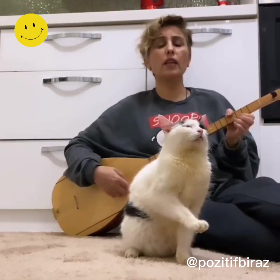 Türkü dinlerken mest olan kedi, sosyal medyada gündem oldu