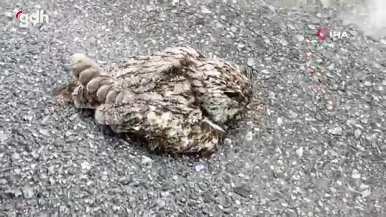 Tatvan'da dondurucu soğukta donmuş puhu bulundu