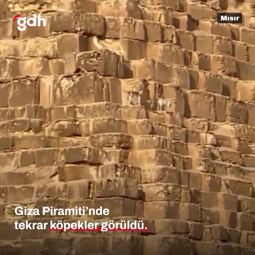 Giza Piramidi'nde çok sayıda köpek görüntülendi