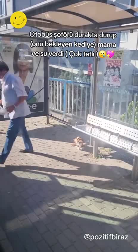Sıcaklarda otobüs şoföründen duraktaki kediye yardım
