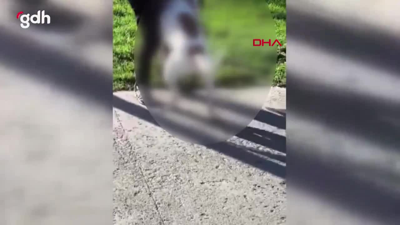 Esenler'de parkta kedi, pitbullun saldırısında can verdi