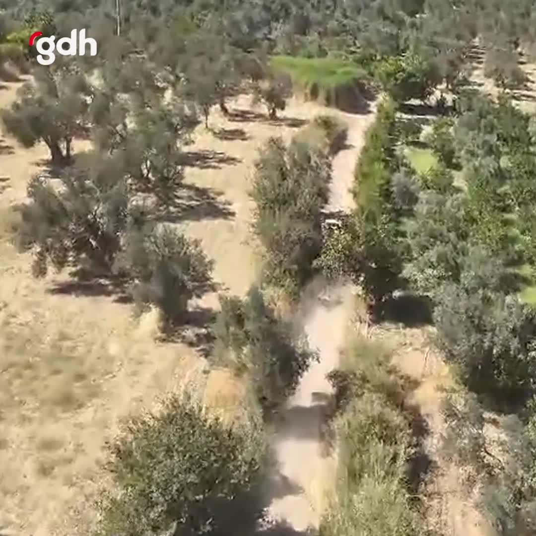 Havran'da incir bahçesinde hırsızlık dronla görüntülendi