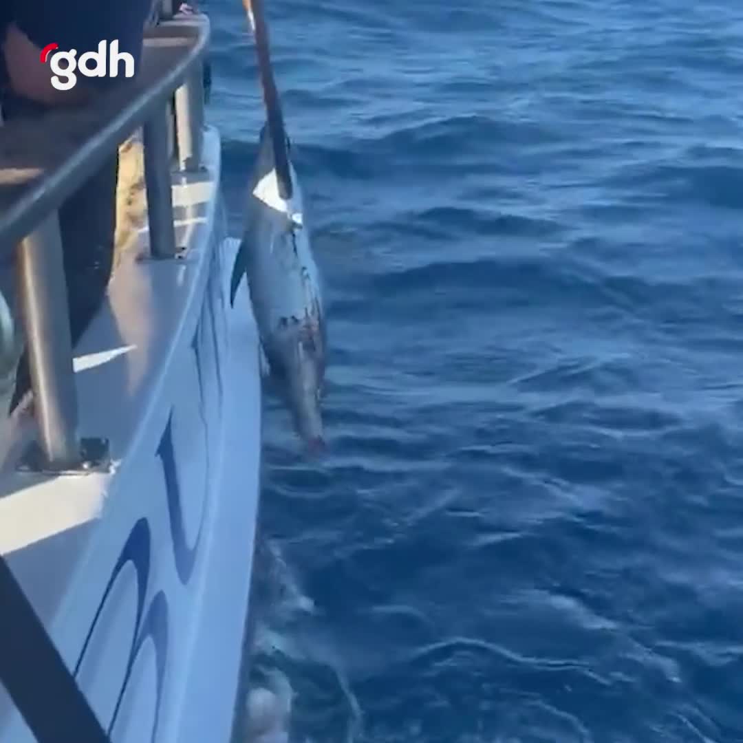 San Diego açıklarında köpek balığı balıkçı avını kaçırdı