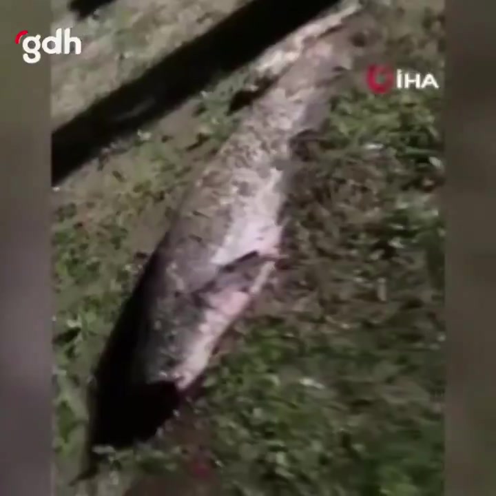 Adana'da Ceyhan Nehri'nde su seviyesi düştü, balıklar yakalandı