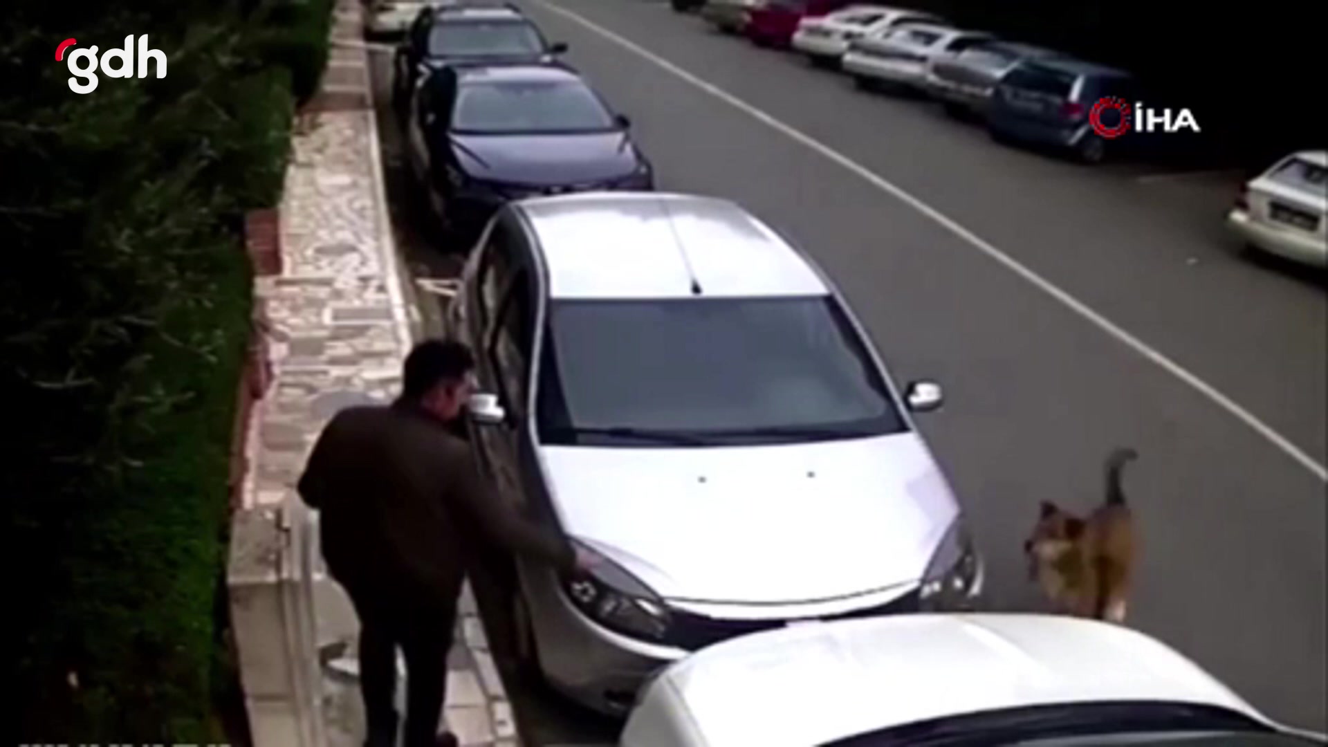 Ataşehir'de başıboş köpekler birçok kişiye saldırdı