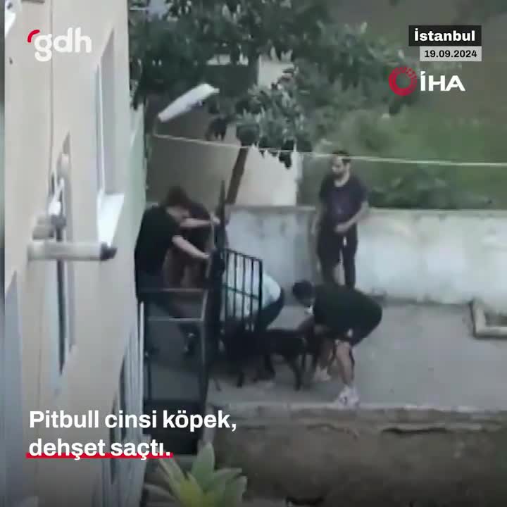Maltepe'de tasmasız pitbull bir genci ısırdı, kurtarma mücadelesi!