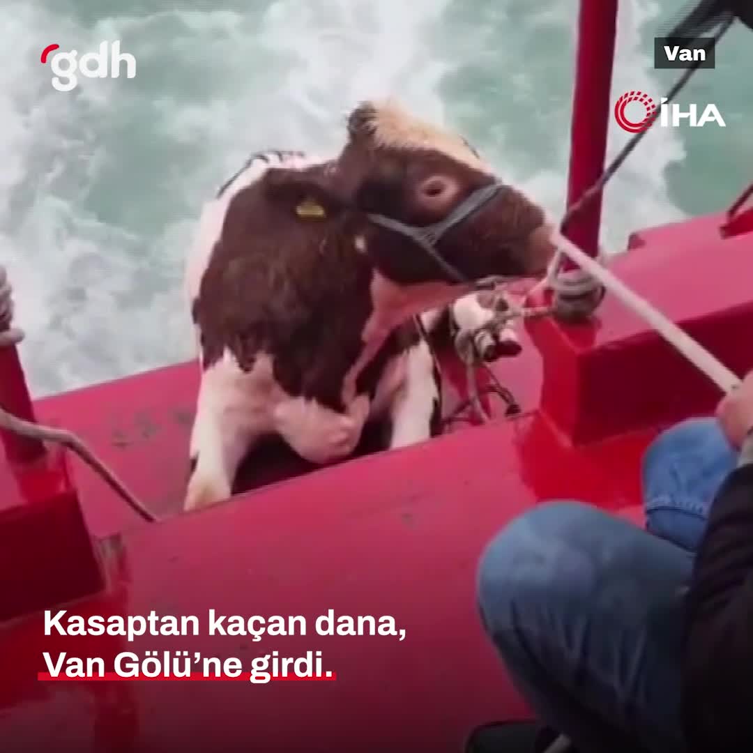 Dana, Van'da kasaptan kaçarak gölde kurtarıldı