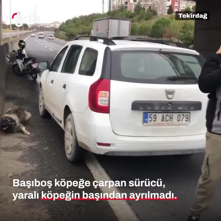 Çorlu'da sürücü yola atlayan köpeğe çarptı, yardım bekledi