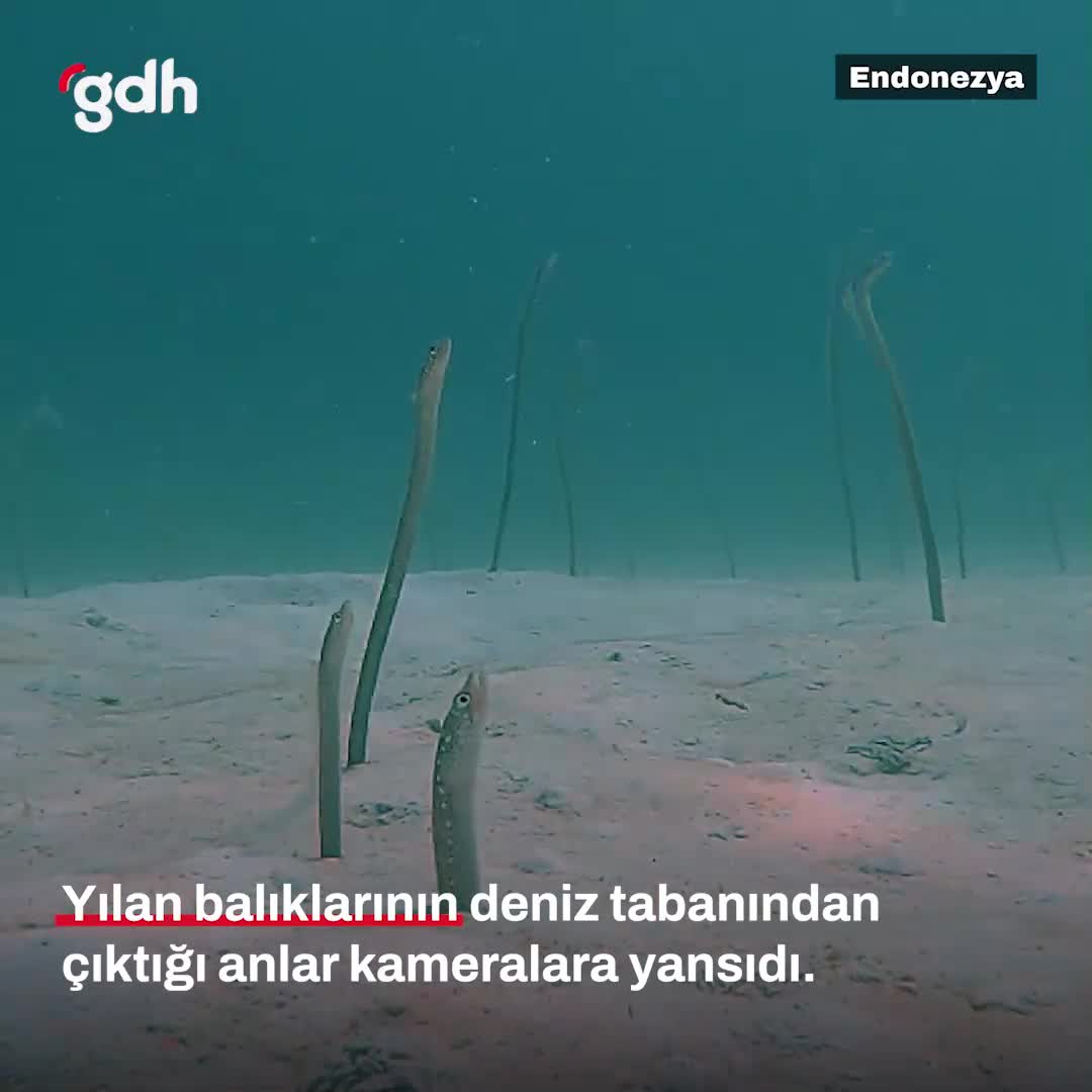 Endonezya'da deniz tabanından çıkan yılan balıkları şaşırttı