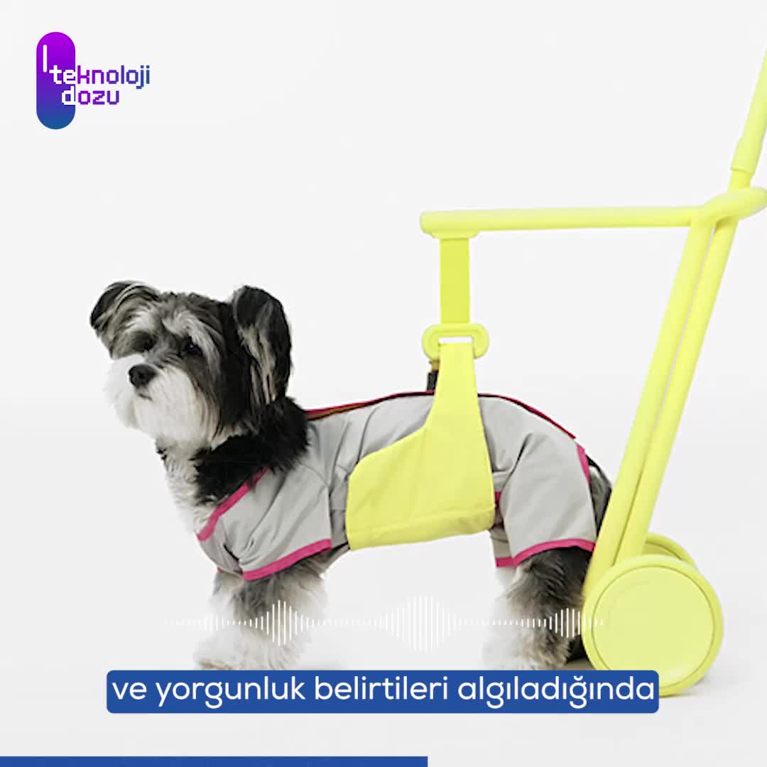 Yaşlı köpekler için sensörlü yürüme desteği: Steady