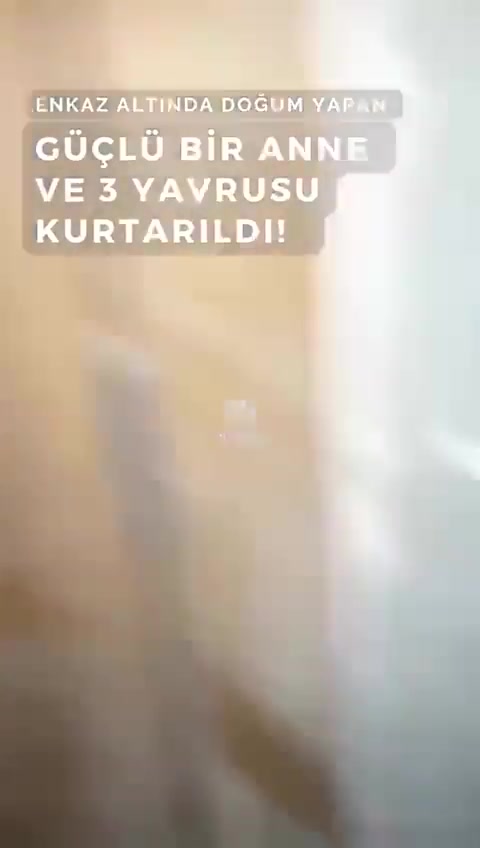 Hatay'daki depremde hamile köpek, 28 gün sonra 3 yavruyla bulundu