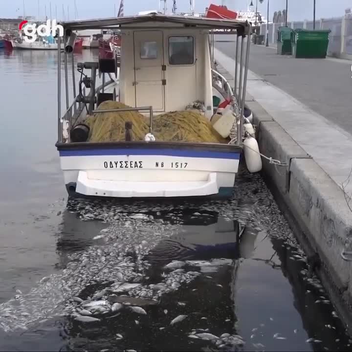 Yunanistan’da Volos’ta balık ölümleri nedeniyle OHAL ilanı