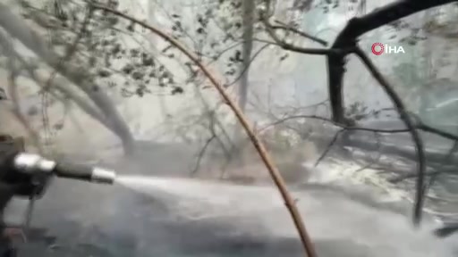 Semey ormanında yangın: 3 ölü, 30 bin hektar yandı