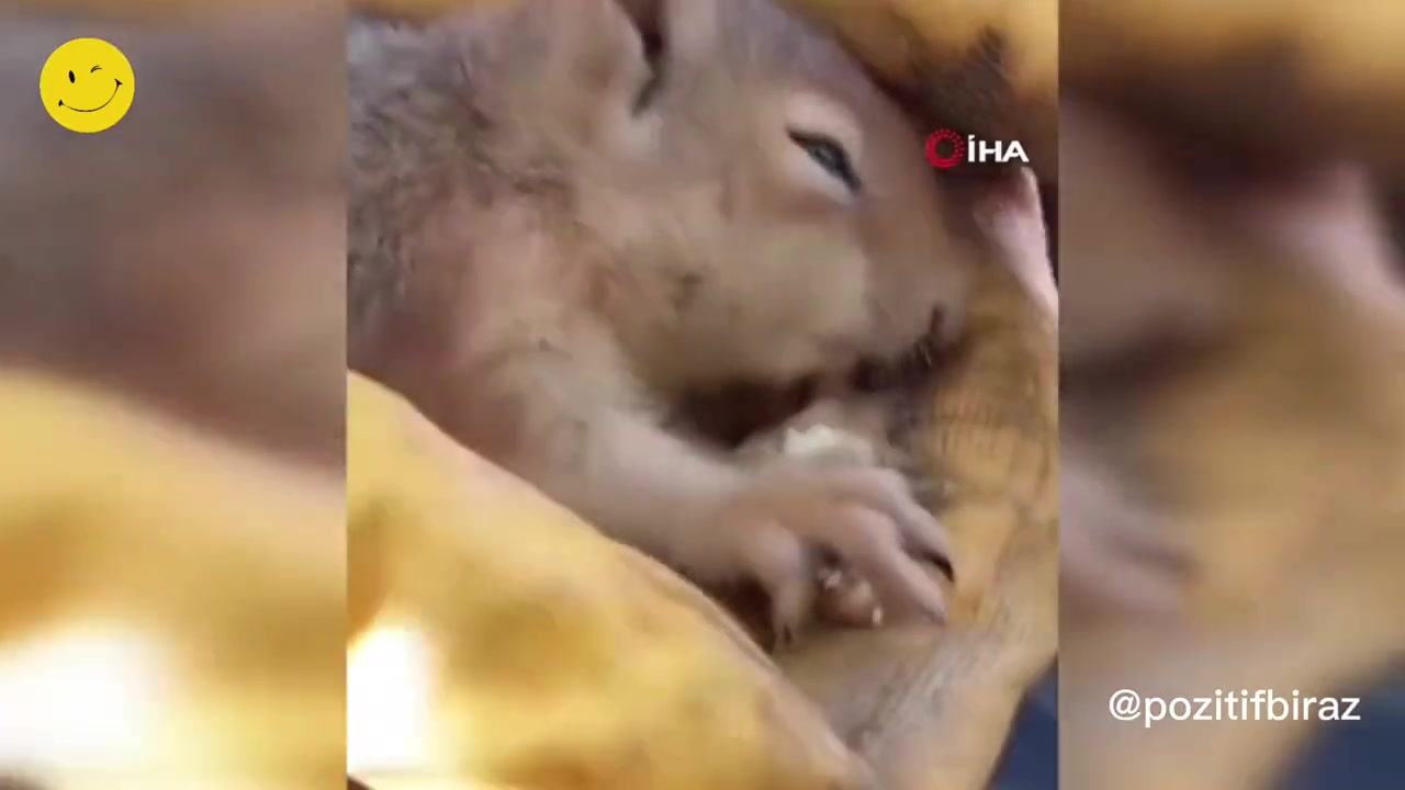 Bitkin halde bulunan sincap vatandaşın avcunda ceviz yedi